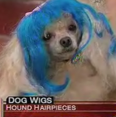 Dog Wigs Make Their TV Debut